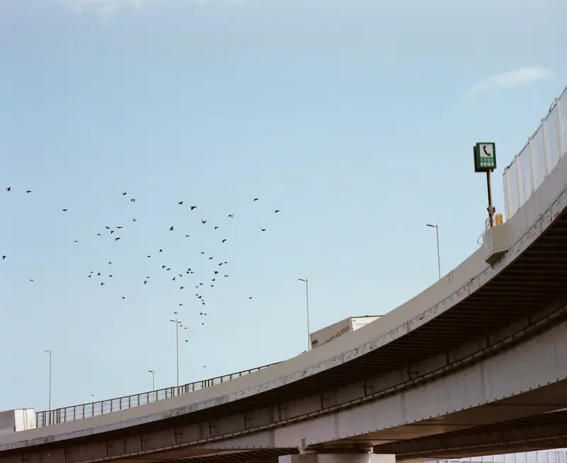 Birds over the flyover