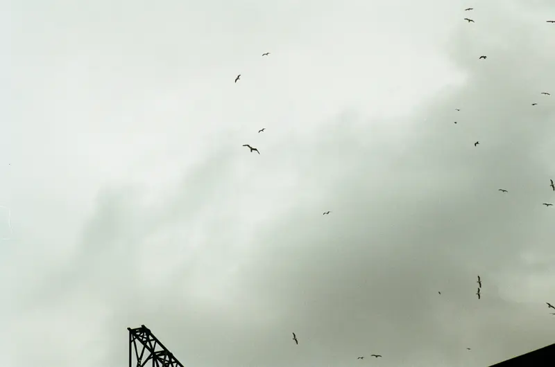 Gulls