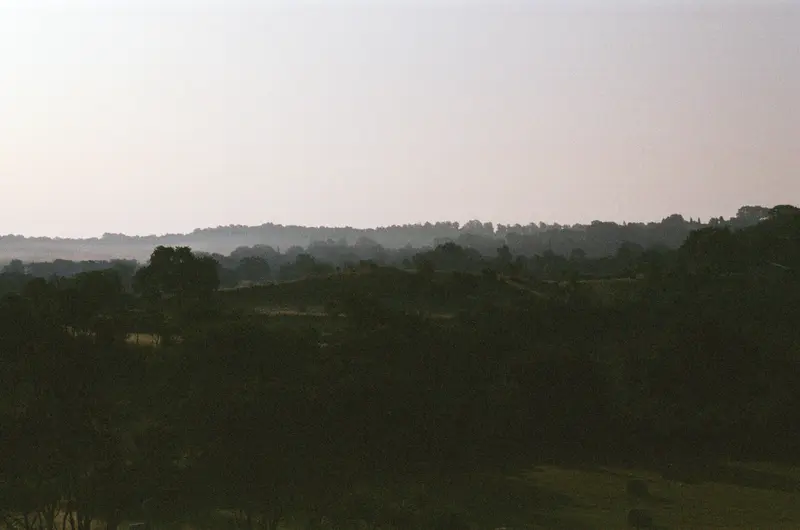 Hazy treeline