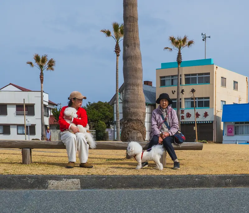 Two dogs