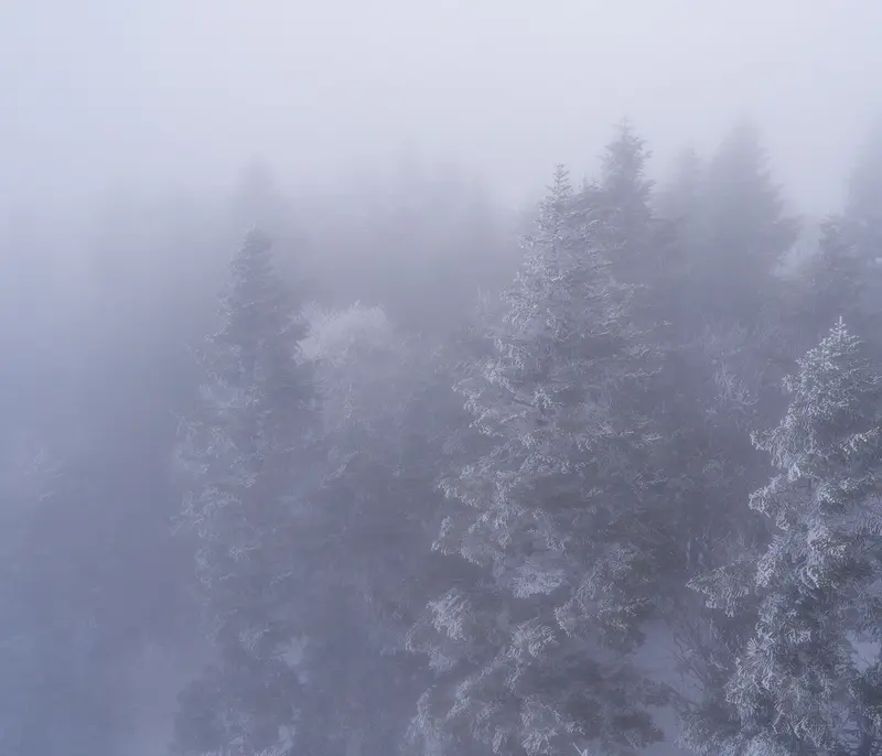 Frosted pines